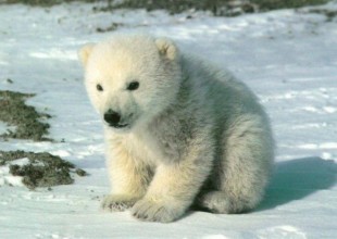 Polar Bears In the Wild Arctic Region
